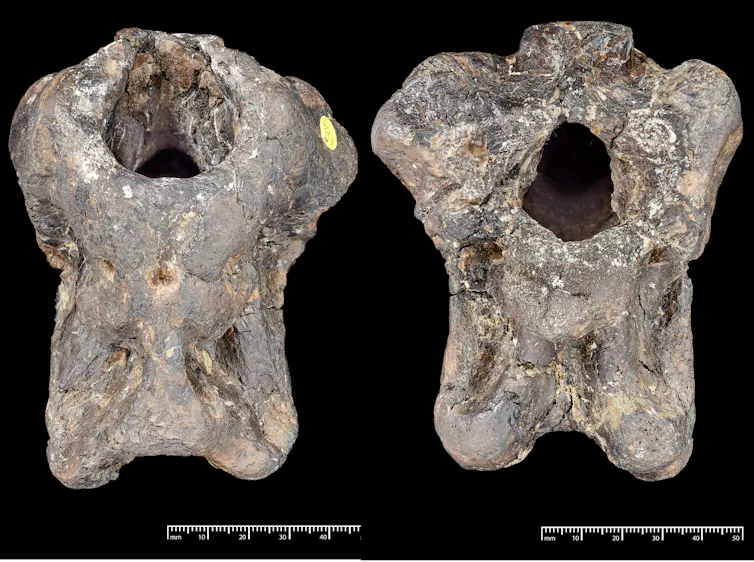 Large bone with a hole towards the top.