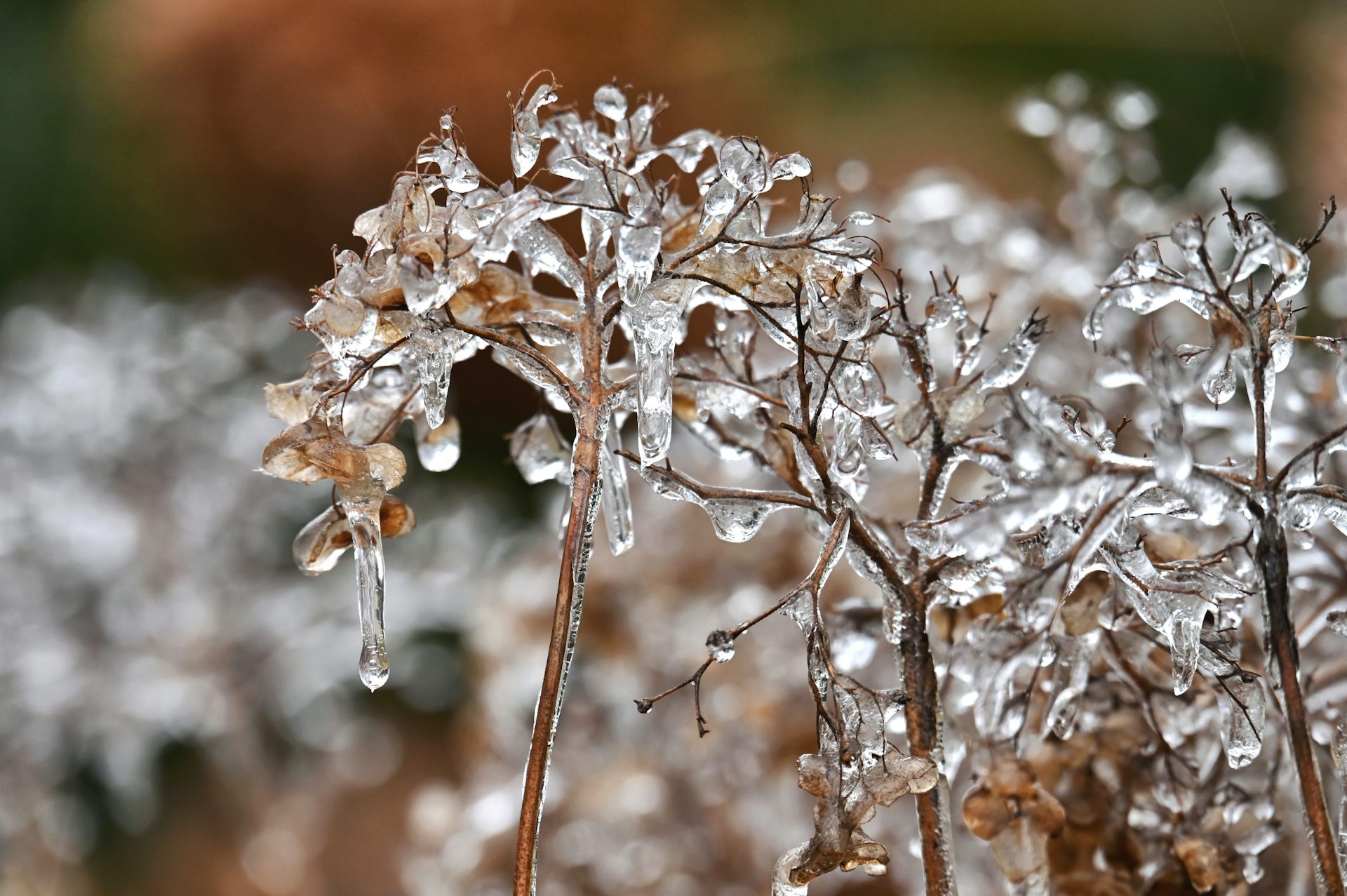 Ice forming on dried hydrangea flowers