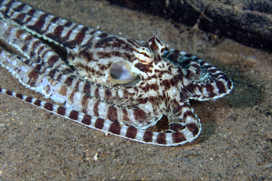 Some shape-shifting animals that can morph to fool others Some shape-shifting animals that can morph to fool others