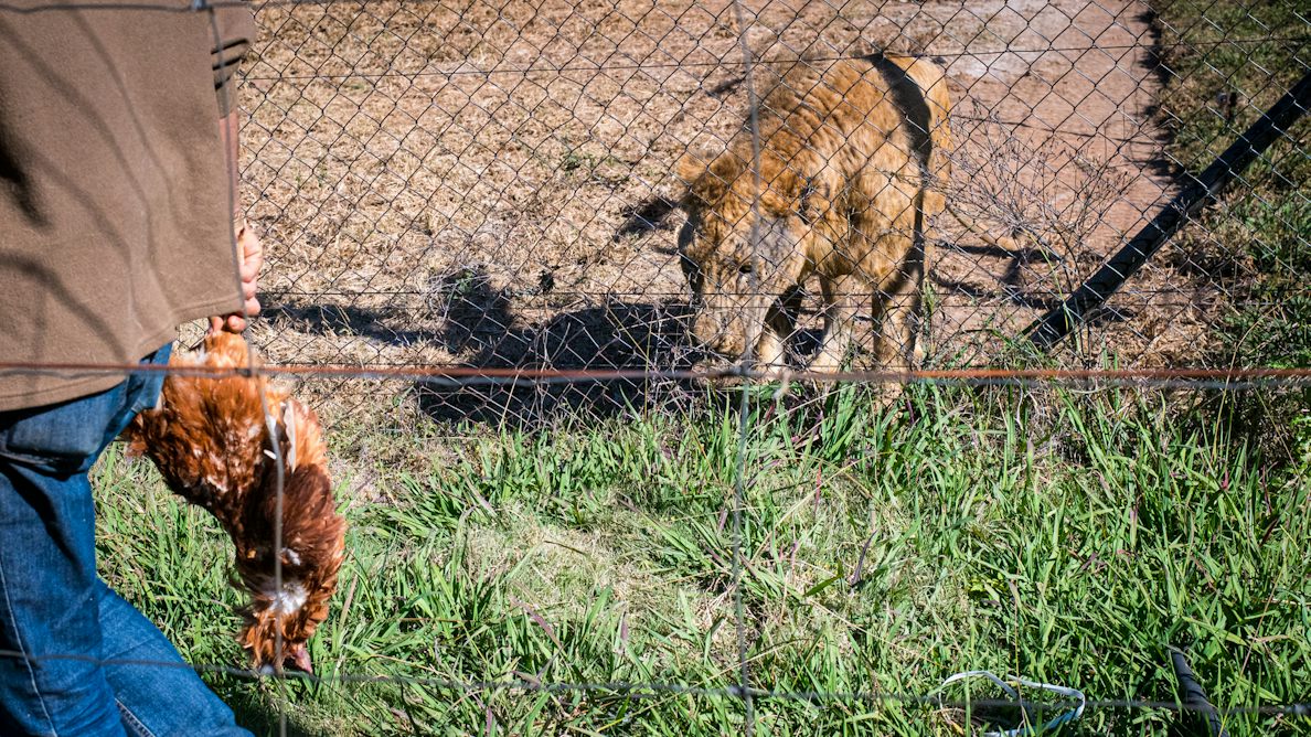theconversation.com - Alexandra Schnell - South Africa's lion petting industry: we spent three years investigating and here's what we found