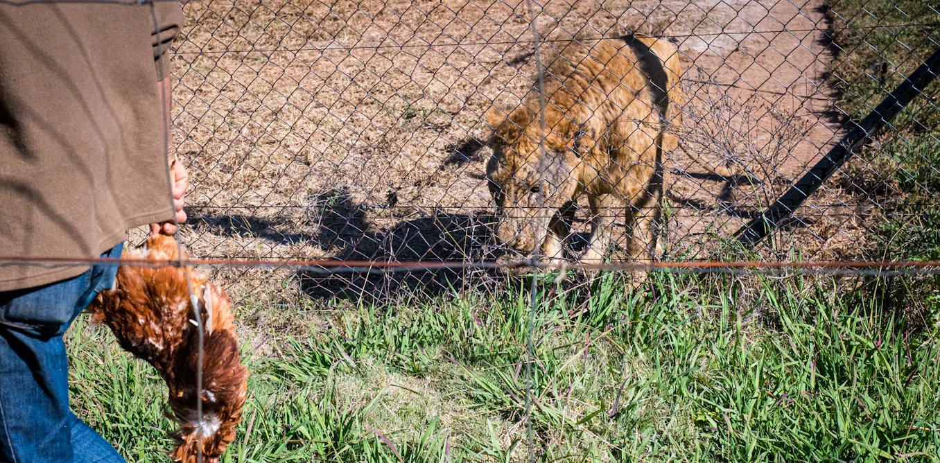South Africa’s lion petting industry: we spent three years investigating and here’s what we found South Africa’s lion petting industry: we spent three years investigating and here’s what we found