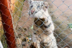 A small tiger cub behind a fence with its paws up on the wire.