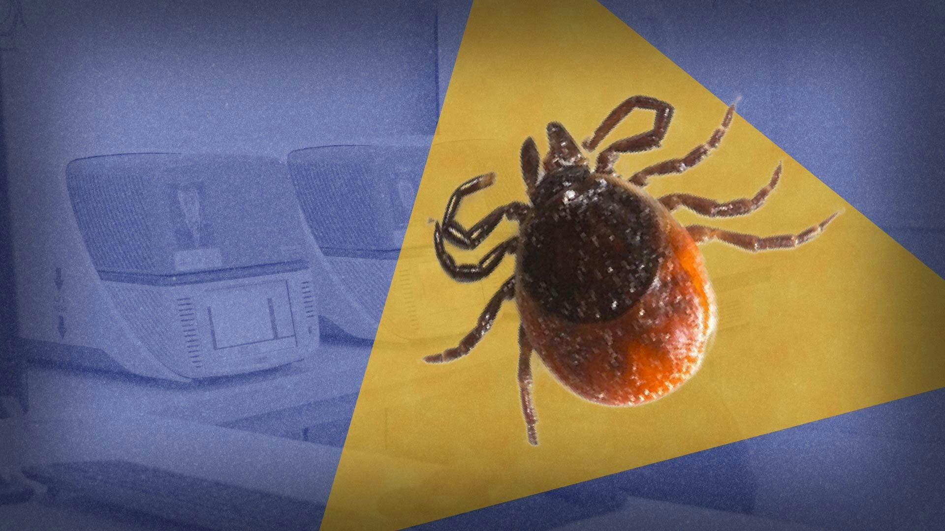 A close up of a tick.