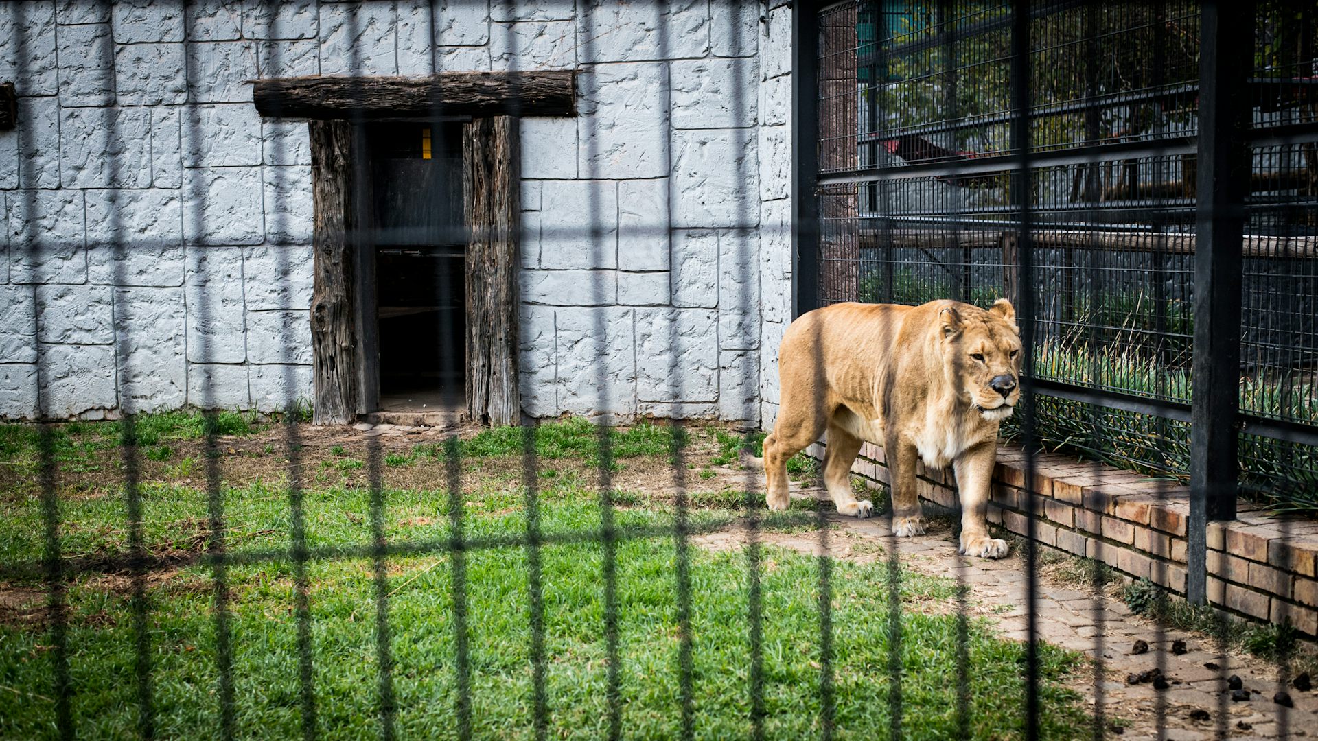 South Africa’s lion petting industry: we spent three years ...