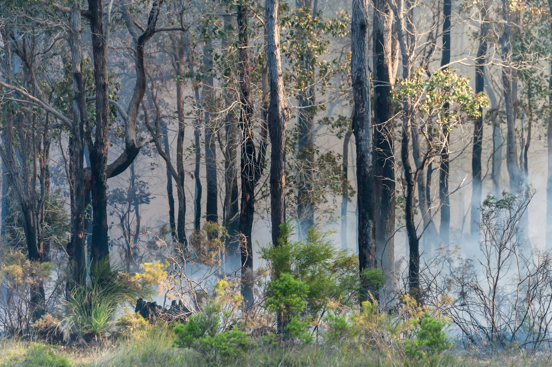 While some eucalypts are hard to kill, climate change may test the ability of others to survive