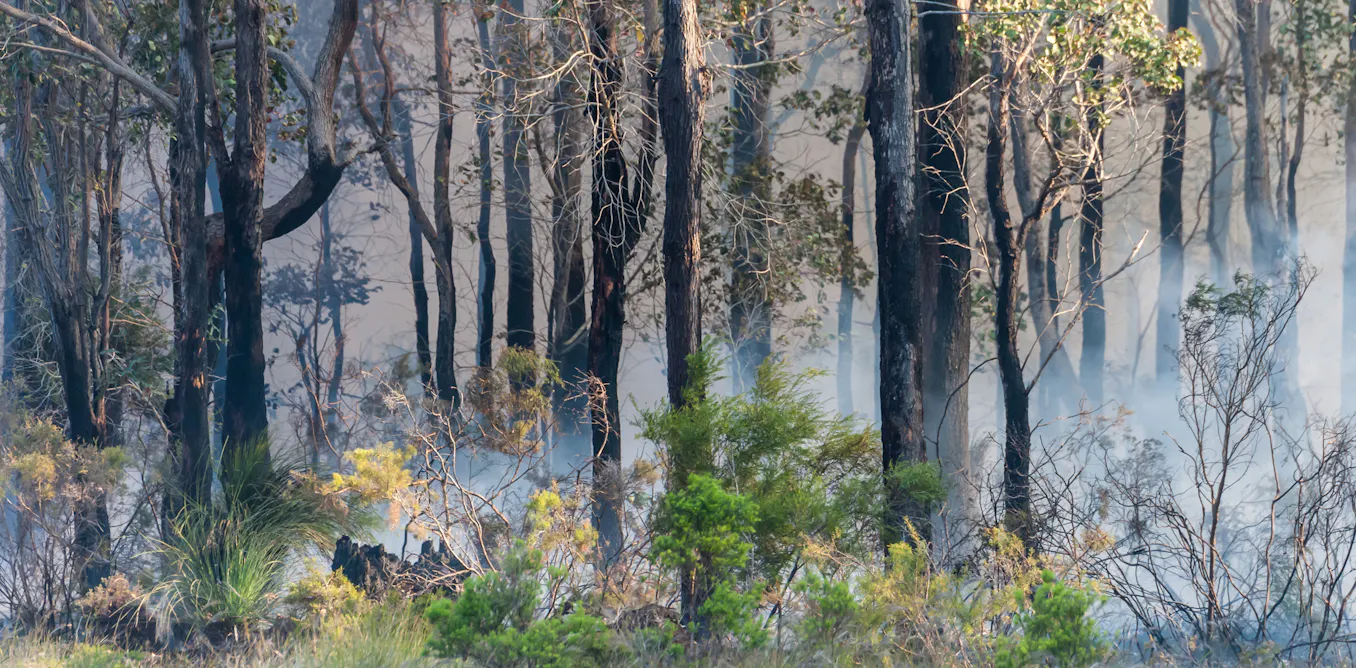 While some eucalypts are hard to kill, climate change may test the ability of others to survive While some eucalypts are hard to kill, climate change may test the ability of others to survive