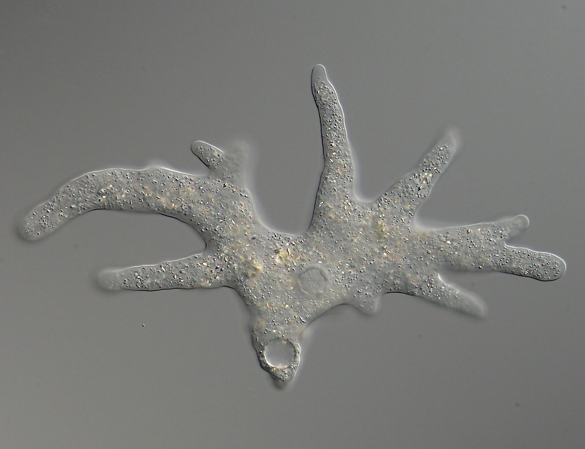 A microscope slide showing an organism that looks like a trunk with two large, branched limbs coming off it.