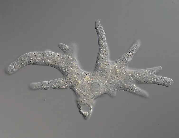 A microscope slide showing an organism that looks like a trunk with two large, branched limbs coming off it.