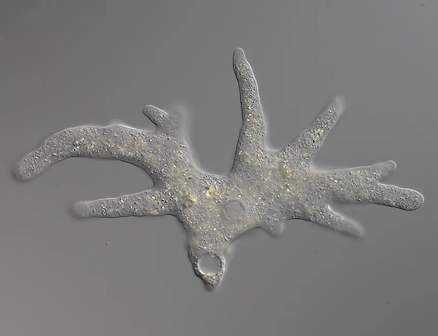A microscope slide showing an organism that looks like a trunk with two large, branched limbs coming off it.