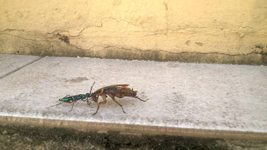 Wasp and cockroach head to head on a cement block