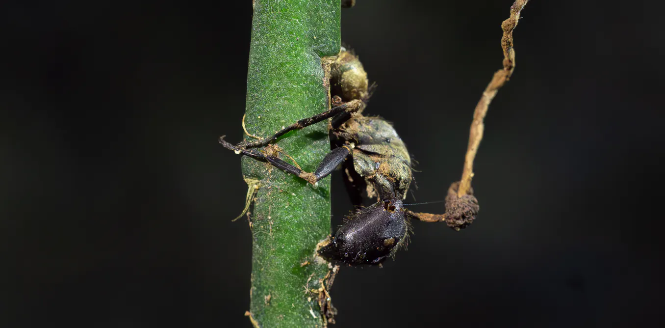 Parasites and Fungi Really Do Rewire Host Behavior, Biologist Explains