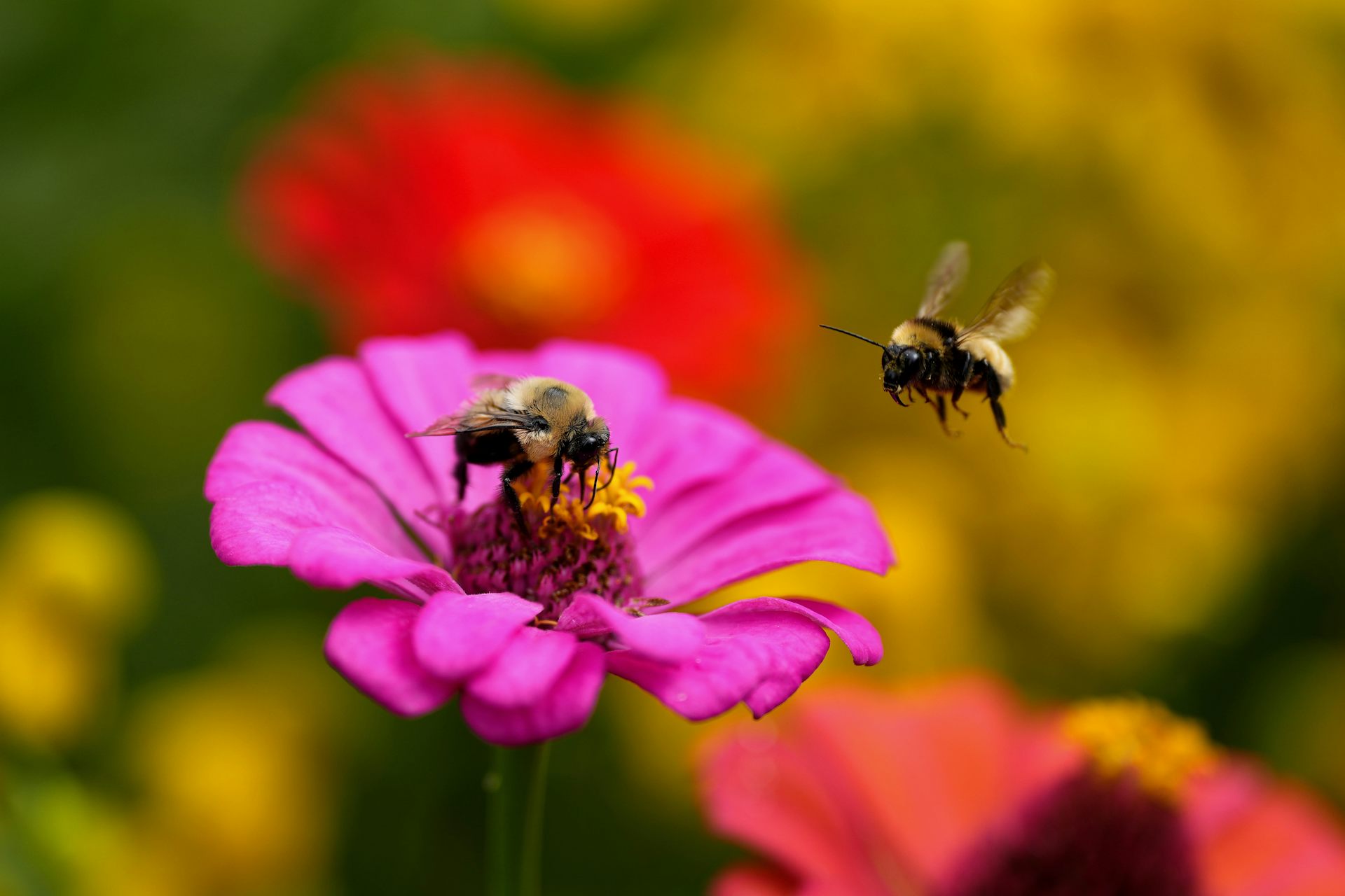 Less frequent mowing and pesticide use can create environments that are more welcoming for pollinators like bees and butterflies.