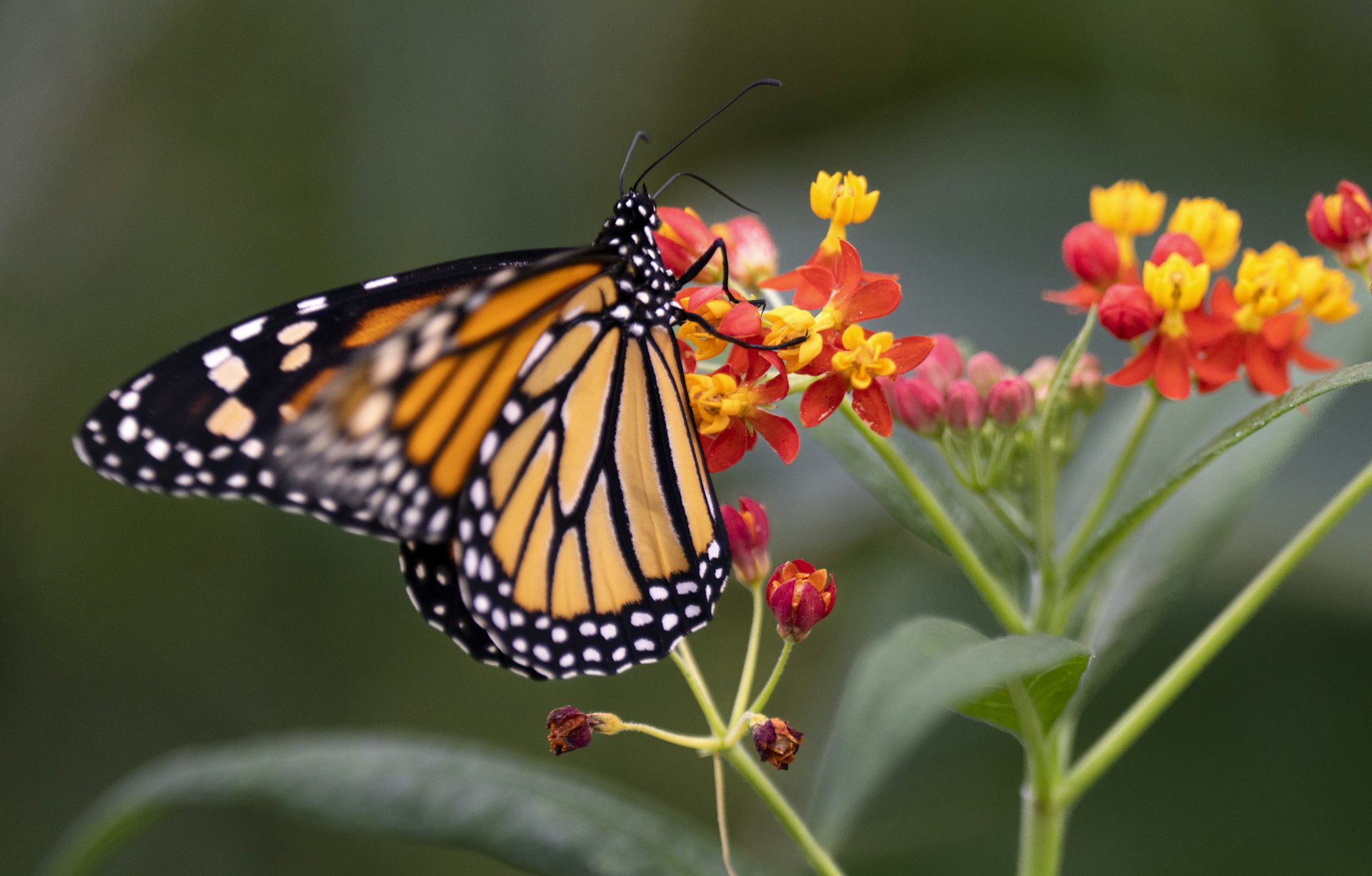 a black and orange butterfly balancing on a flower