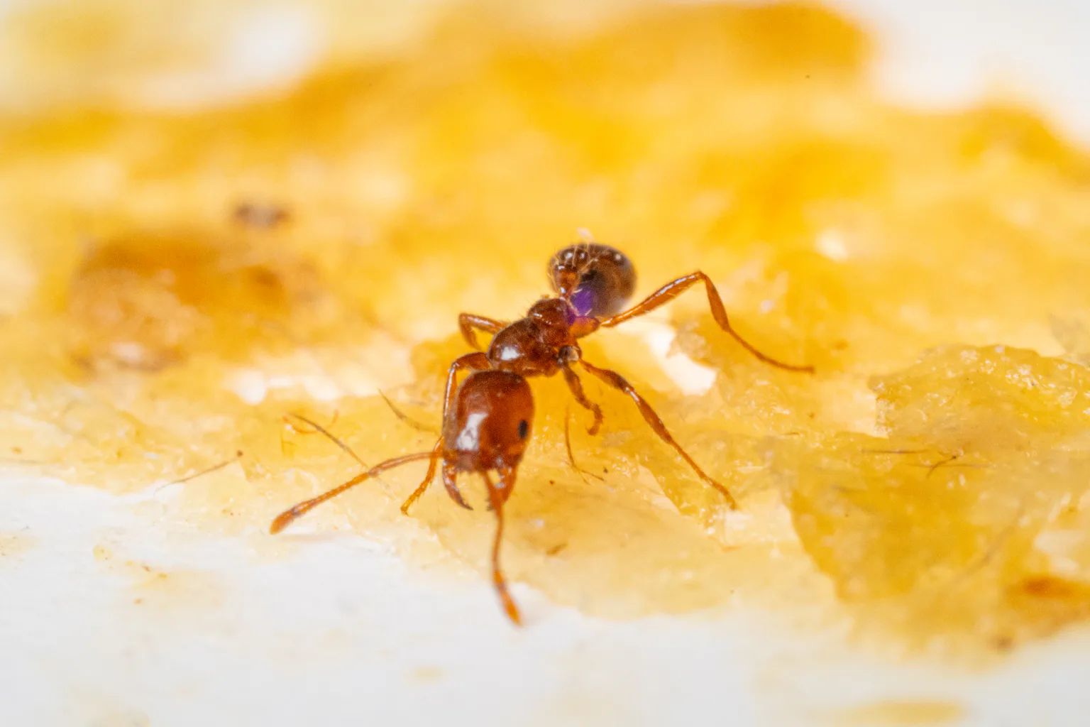 Earwax is both slippery and sticky – this weird combo might lead to safer insect repellents