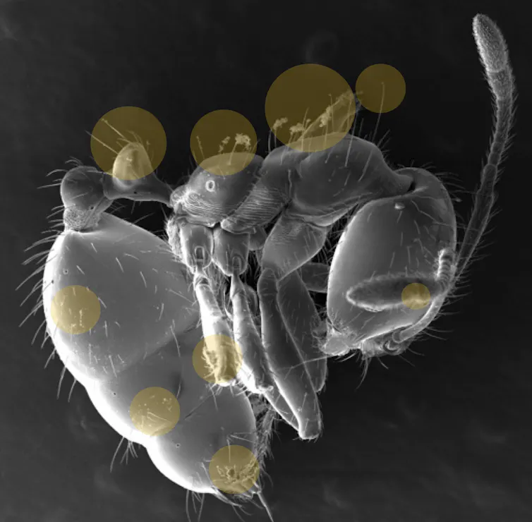 Greatly magnified image of ant with yellow circles highlighting bits of stuck debris.