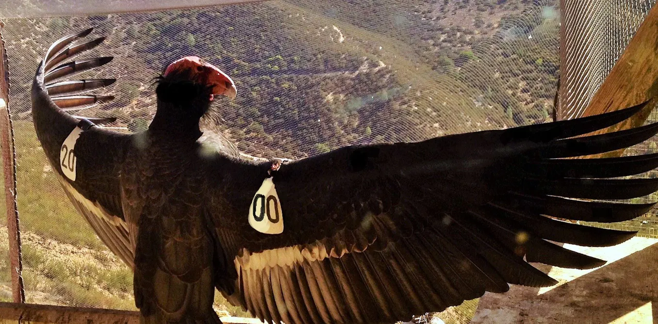 Who should have a say in which species are saved? The California condor offers lessons for a global biodiversity treaty Who should have a say in which species are saved? The California condor offers lessons for a global biodiversity treaty