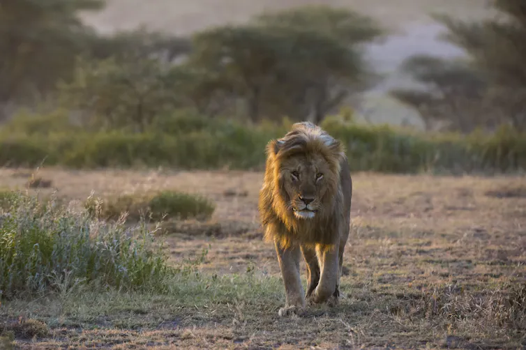 A lion walks toward the camera in a cleared area with trees in the background.