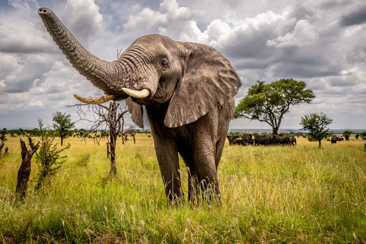 An elephant raises its trunk with a few sparse trees and a group of elephants on the grassland behind it.