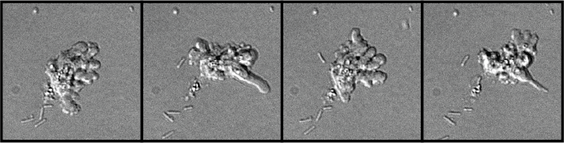 the amoeba _Incendiamoeba cascadensis_, which looks like a blob with some long tendril-like parts