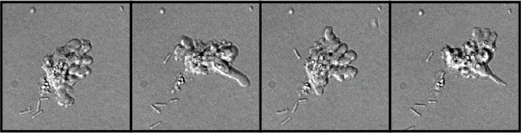 the amoeba _Incendiamoeba cascadensis_, which looks like a blob with some long tendril-like parts