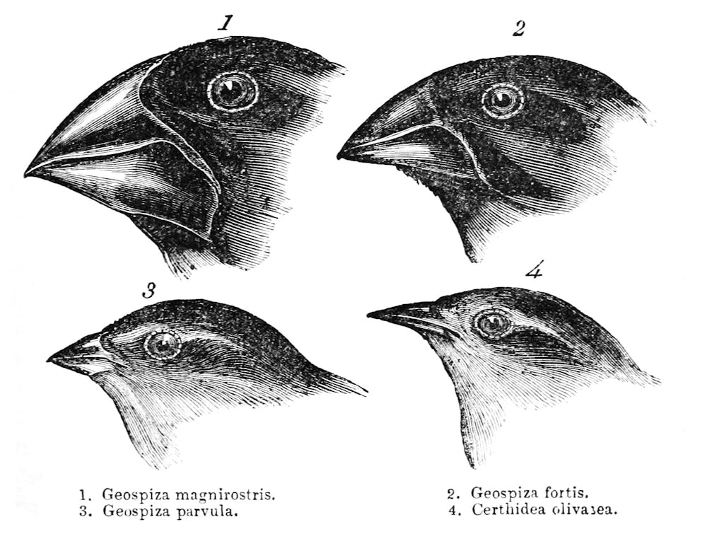 vejspærring mikroskop Demokratisk parti Darwin's finches highlight the unity of all life