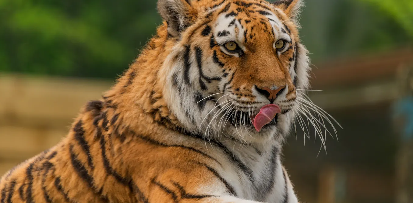 Is it wrong to kill wild animals that attack humans? Sometimes conservation demands it Is it wrong to kill wild animals that attack humans? Sometimes conservation demands it