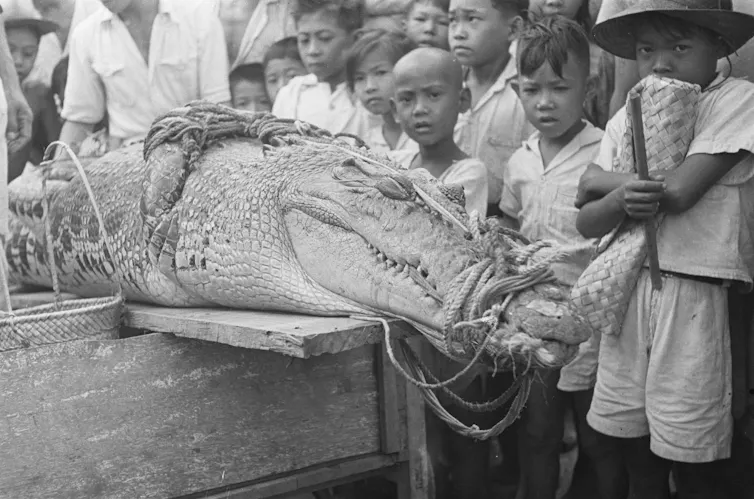 Crocodile next to children
