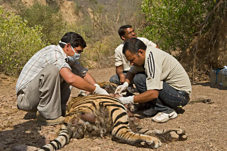 People inspecting a dead tiger