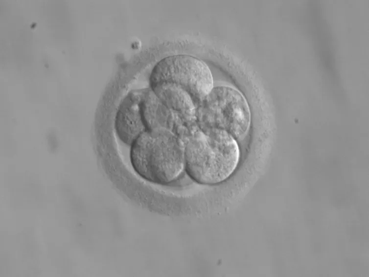 Un embryon humain au stade 8 cellules (3ᵉ jour après fécondation environ)