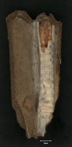 A tall brown tooth with a pale vertical stripe