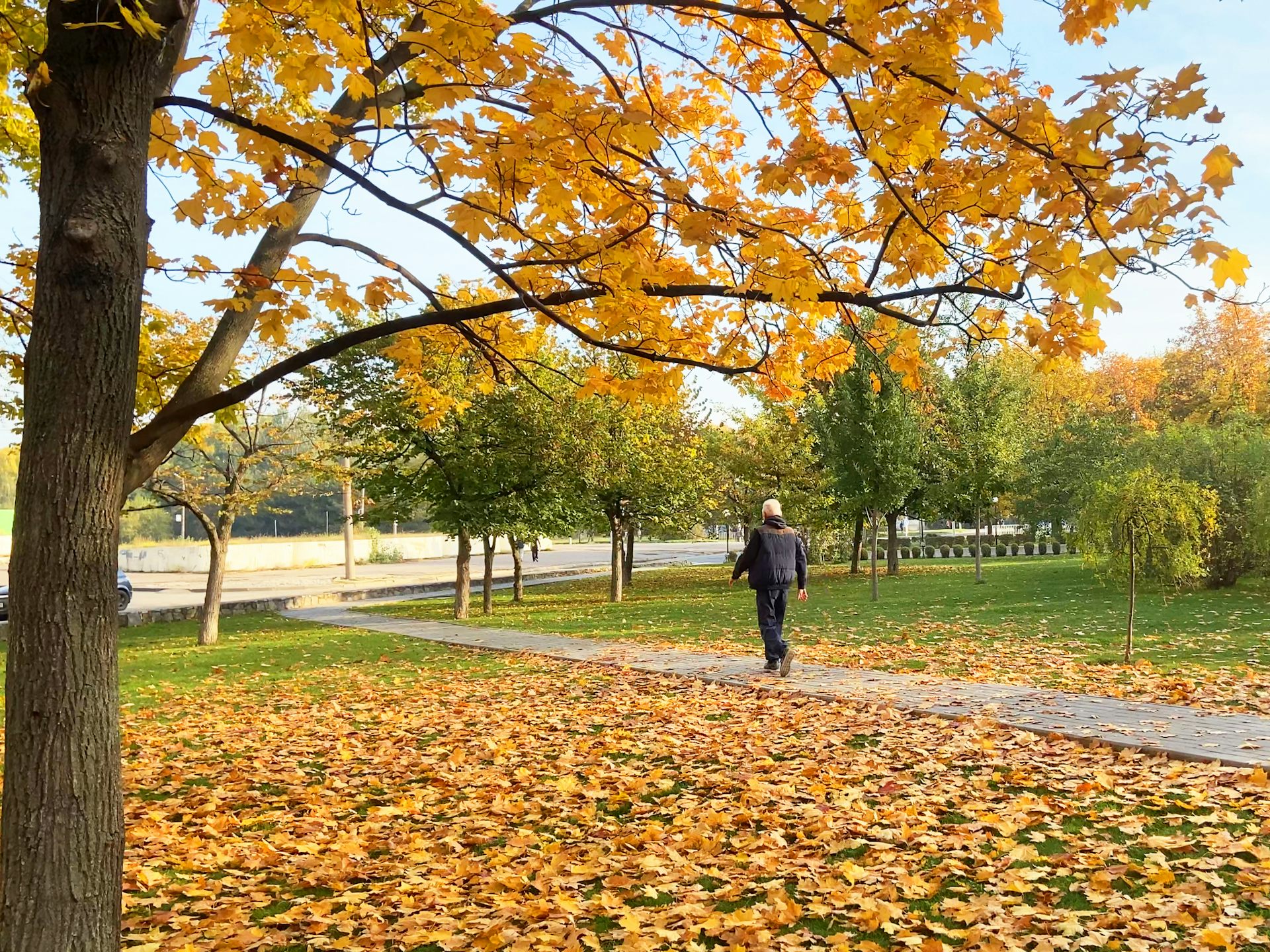 A man goes for a walk in a park. It is autumn, so the leaves have changed colour and have fallen on the ground.
