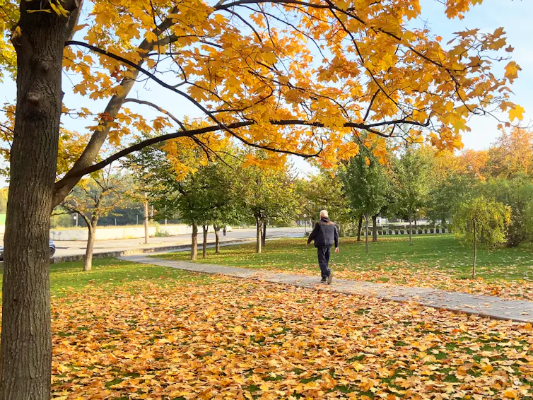 A man goes for a walk in a park. It is autumn, so the leaves have changed colour and have fallen on the ground.