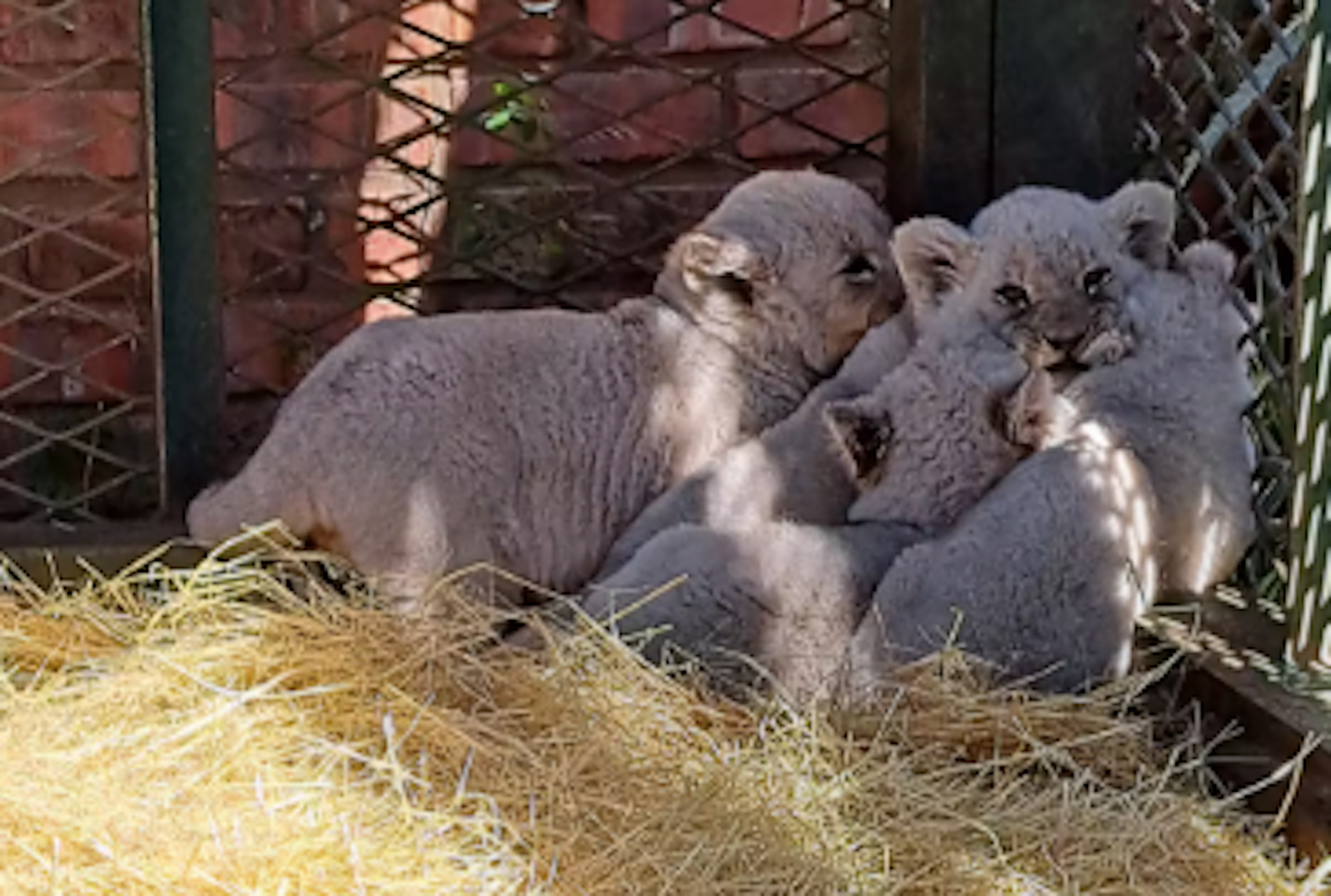 About four tiny lion cubs in the corner of a fenced in area piling on top of each other.