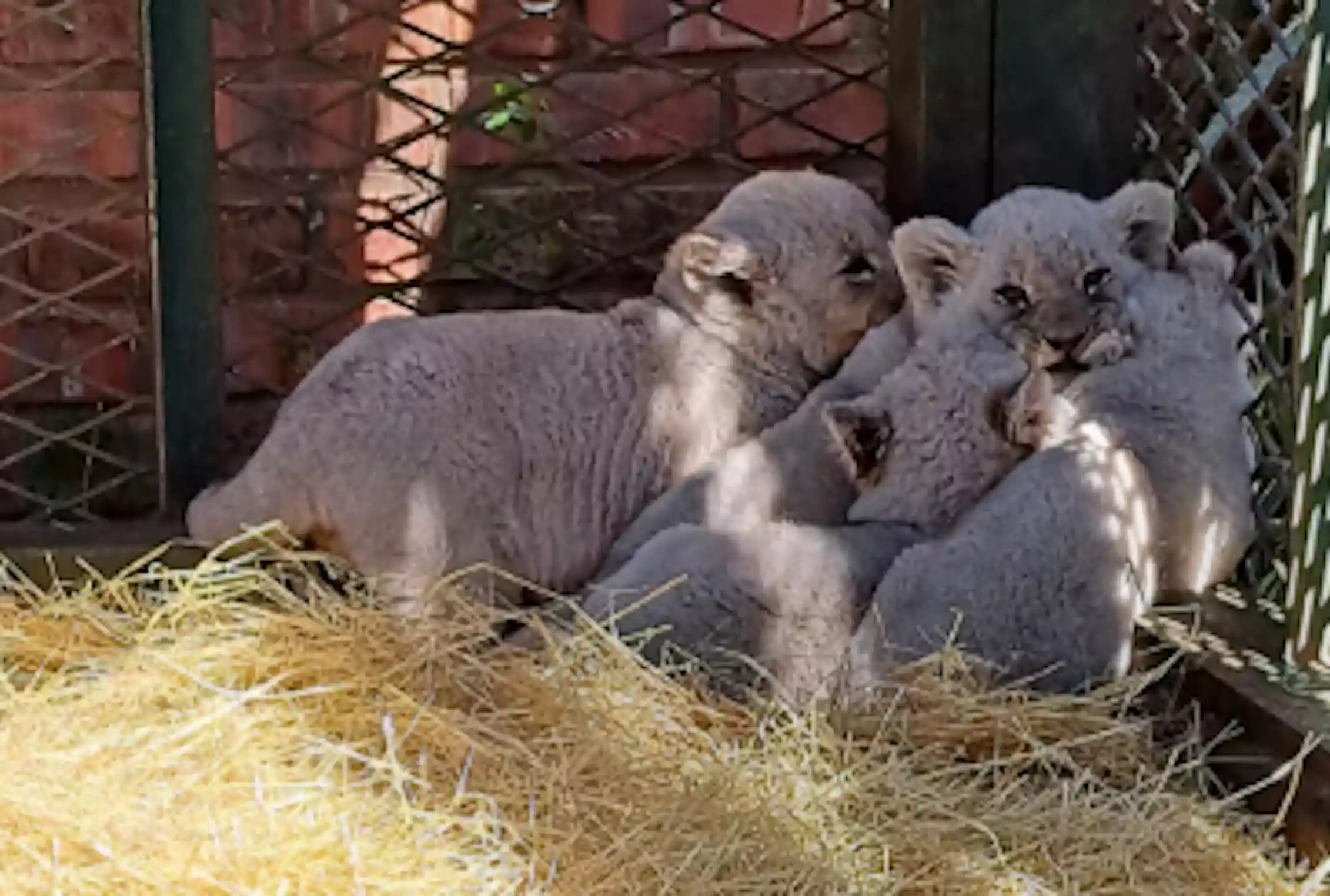 About four tiny lion cubs in the corner of a fenced in area piling on top of each other.