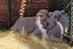 About four tiny lion cubs in the corner of a fenced in area piling on top of each other.