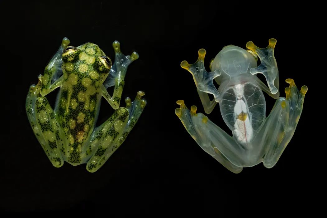 Werewolf mice, ghostly frogs and cockroach zombies: the animal versions of our Halloween horrors