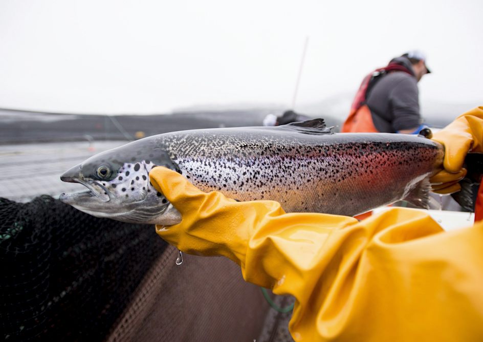 theconversation.com - Don Svanvik - New research finds frequent disease outbreaks in B.C. salmon farms, endangering wild salmon