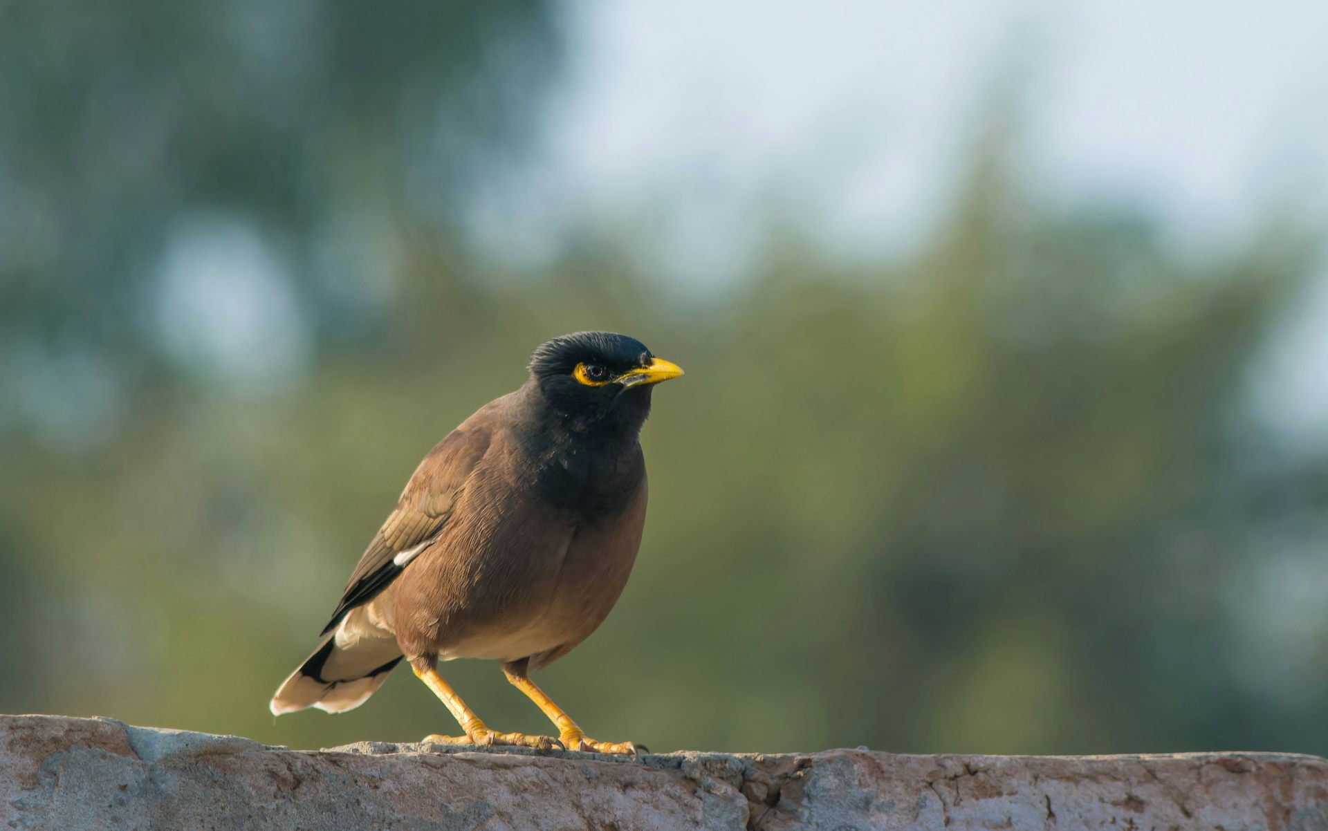 From ‘gentle’ and ‘graceful’ to the ‘cane toad of the sky’: how Australia turned on the common myna