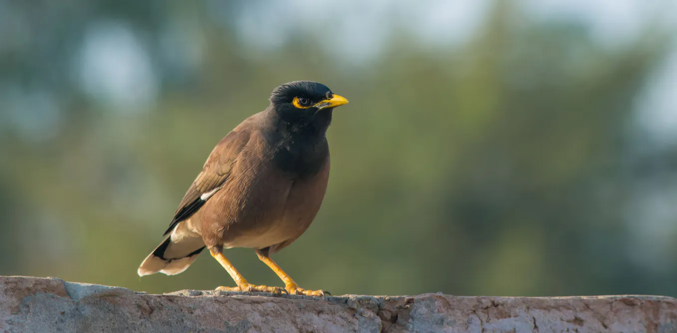 From ‘gentle’ and ‘graceful’ to the ‘cane toad of the sky’: how Australia turned on the common myna From ‘gentle’ and ‘graceful’ to the ‘cane toad of the sky’: how Australia turned on the common myna