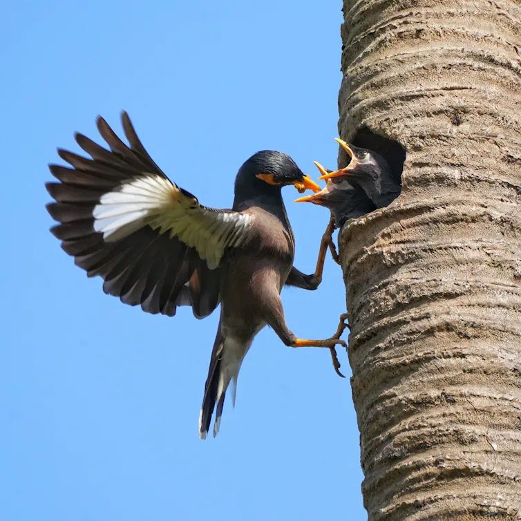 a myna bird feeding its babies who have heads sticking out of a hole in palm tree.