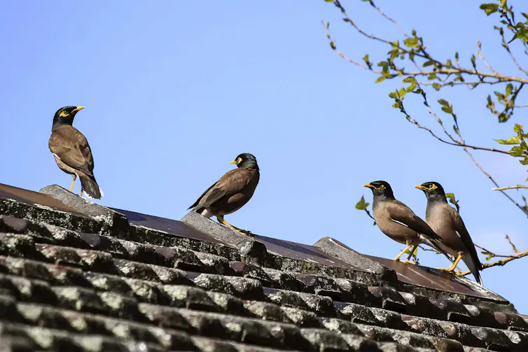 group of mynas on a roof in australia