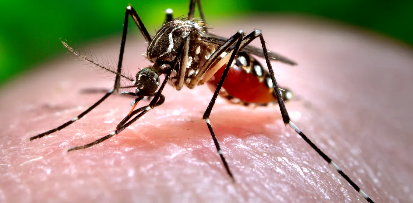 Where humans build, mosquitoes follow – bringing dengue, West Nile and other diseases with them Where humans build, mosquitoes follow – bringing dengue, West Nile and other diseases with them