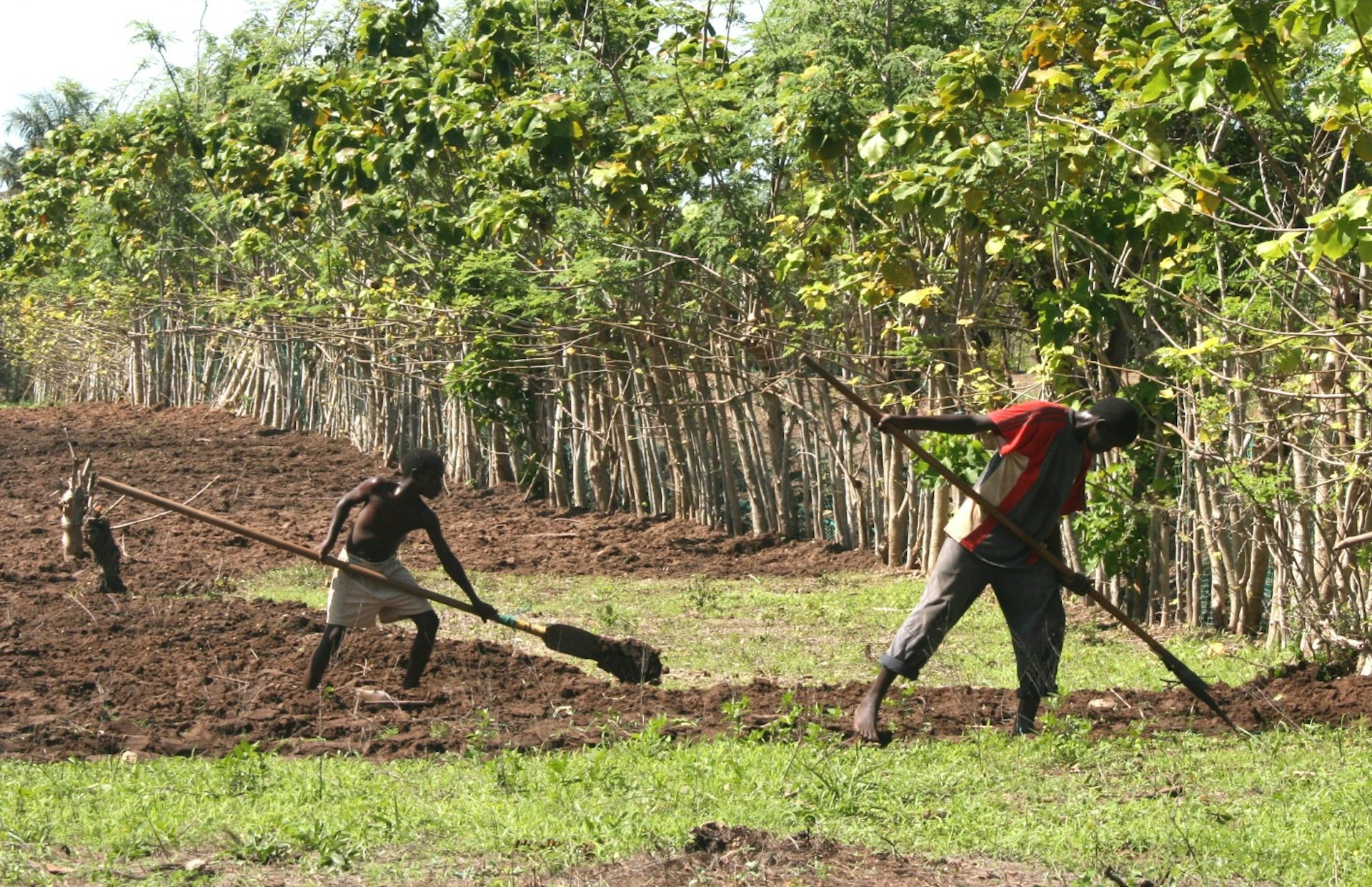 Senegal Study: Farm Credit Lifts Rice Seed Adoption Only With Secure Land Rights
