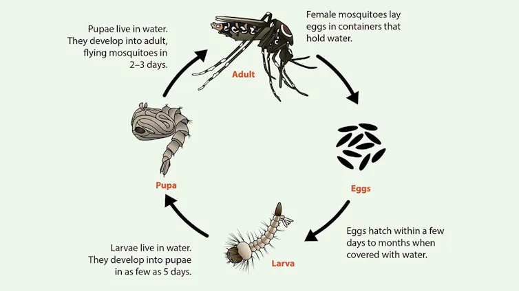 A chart showing lifecycle stage of a mosquito