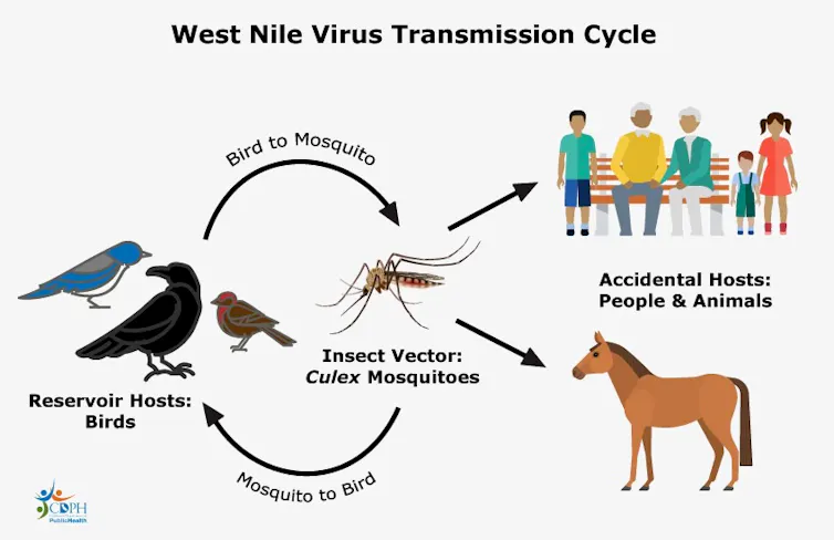 An illustration shows cycle from birds to mosquitoes to humans and horses