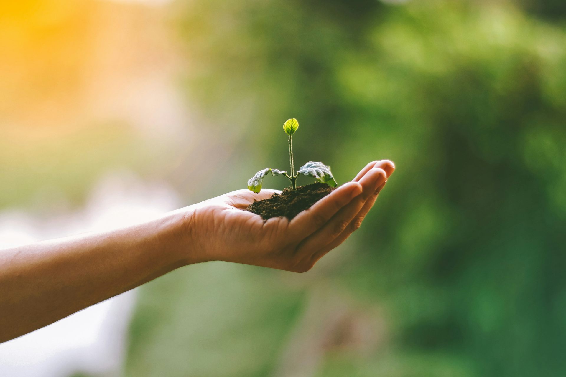 What is ‘human composting’ – and how does it work?