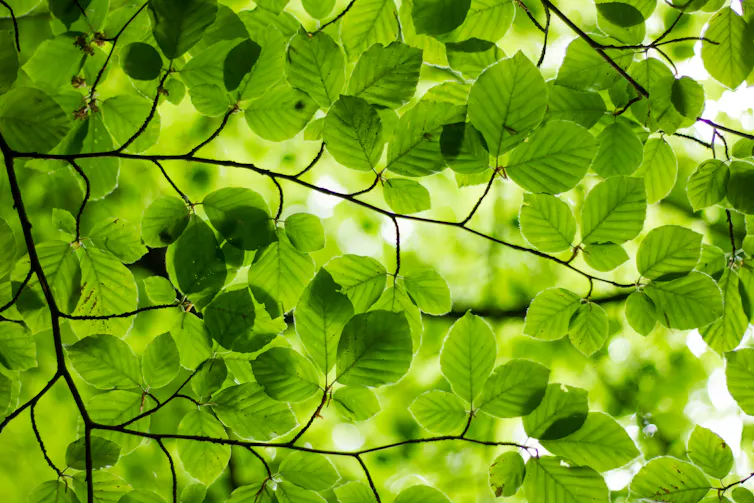 Light pouring through vivid green leaves.