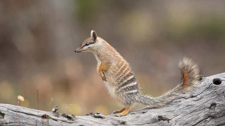 a numbat perched on a log.