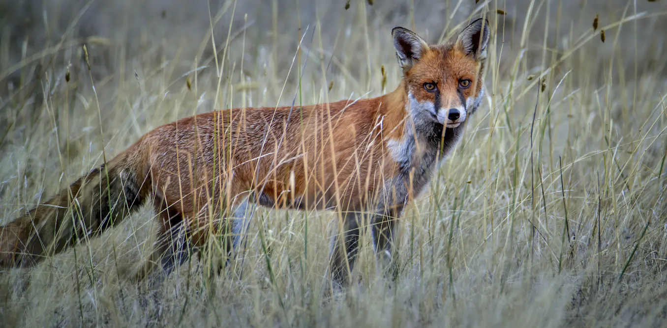 Calling species ‘invasive’ – and culling them – isn’t done lightly. But it matters to Australia’s threatened species Calling species ‘invasive’ – and culling them – isn’t done lightly. But it matters to Australia’s threatened species