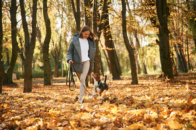 A woman in a grey coat walking a small dog through a sunlit woodland, surrounded by trees and a thick carpet of golden autumn leaves.